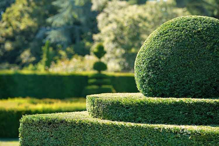 Shrubs and Hedges 1 hedge trim 750